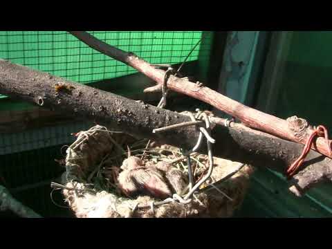 Видео: Содержание брильянтовых горлиц  .........