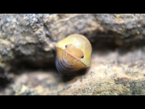 Видео: Руководство по уходу за изоподами Cubaris sp. ‘Rubber Ducky’
