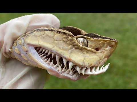 Видео: 100 Самых Ядовитых, Гигантских и Редких Животных в Мире