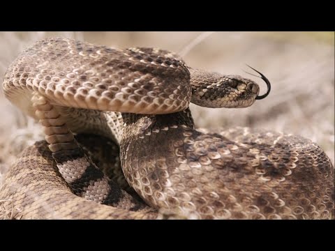 Видео: Супер-змея Америки: Техасский гремучник (Документальный фильм)
