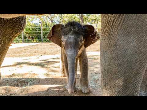 Видео: Слонёнок машет! Уроки Леди Бёрд по управлению стадом в зоопарке Форт-Уэрта