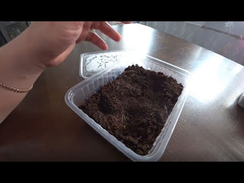 Видео: Супер способ обеззараживания земли для рассады