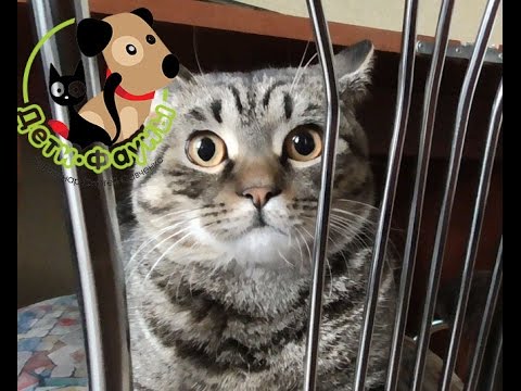 Видео: Агрессивный кот. Почему кот царапается и кусается?
