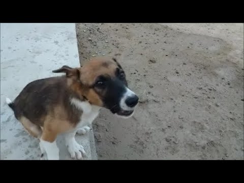 Видео: Чарли наконец встал на лапки и прыгает как зайчик