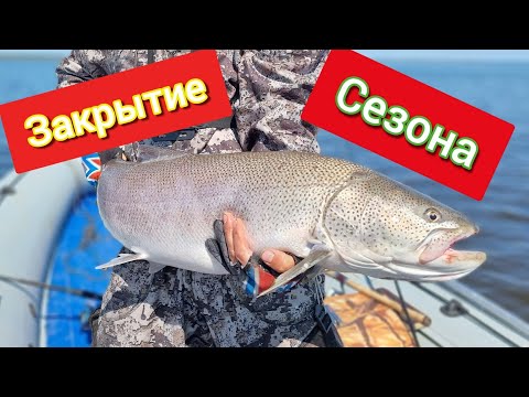 Видео: / ЗАКРЫТИЕ СЕЗОНА ЖИДКОЙ ВОДЫ / ТРОФЕЙНЫЙ ТАЙМЕНЬ /Сахалинская рыбалка & Sakhalin fishing