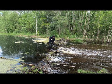 Видео: Огромная плотина бобра. Рядом 2 плотины. Строят как сумасшедшие! Меньше чем за месяц