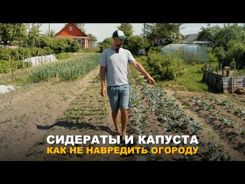 Видео: СИДЕРАТЫ ПОГУБЯТ ВЕСЬ УРОЖАЙ. Что лучше посеять для оздоровления почвы.