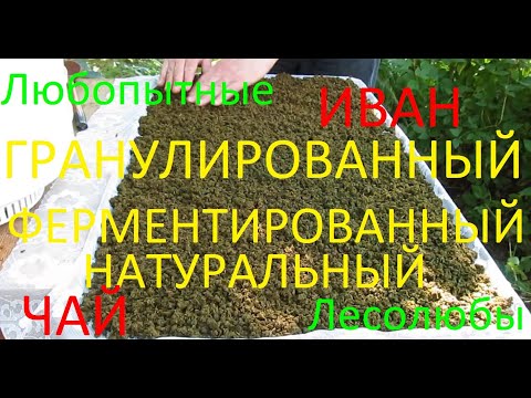 Видео: Гранулированный, ферментированный и натуральный. Правильно заготавливаем Иван-чай