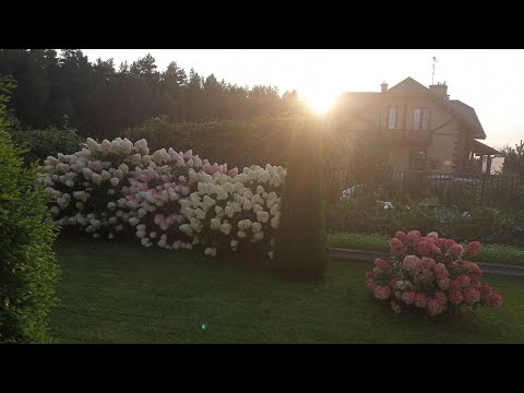 Видео: Живая изгородь из гортензий. Часть 2. Обрезка Vanille-Fraise