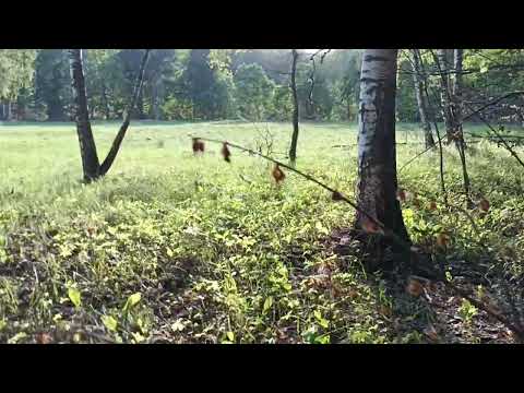 Видео: Сплав по Ранове, муравьиный остров для стоянки