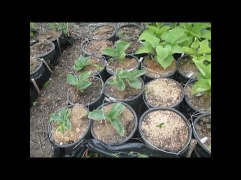 Видео: Часопис Розсадника декоративних культур Мирослава Гуменюка від 15 5 25