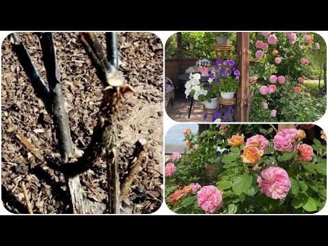 Видео: Роза Алхимист ВСЁ! Разбираем мои ОШИБКИ!