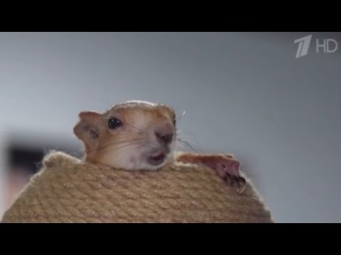 Видео: Белка Чип на 1 Канале😁 #funny #youtubeshorts #squirrel #fun #youtube