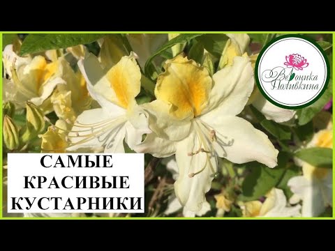 Видео: ПРЕКРАСНЫЕ КУСТАРНИКИ ДЛЯ САДА