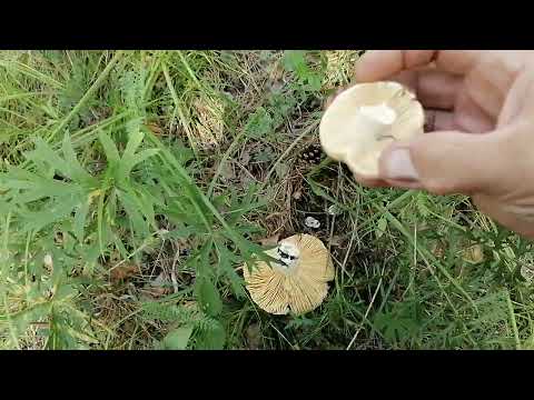 Видео: Летом на Родине. 