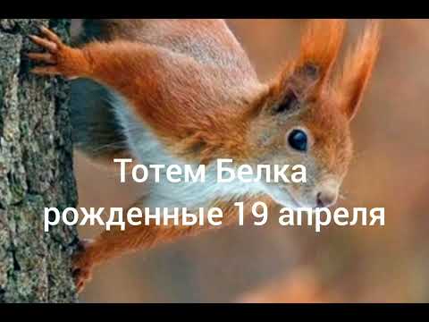 Видео: Тотем Белка рождённые 19 апреля