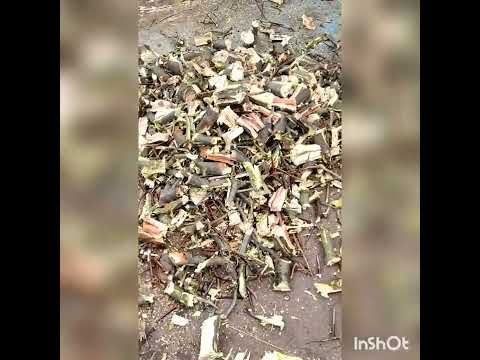 Видео: Щепорез в роботе .