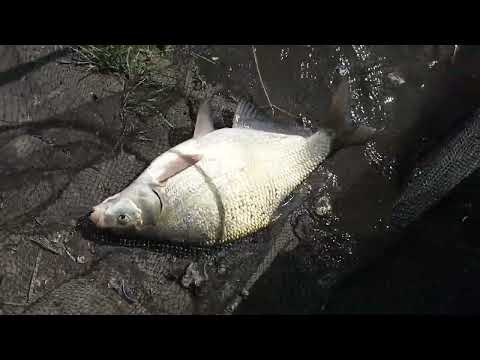 Видео: В коне Вас могут взвесить.