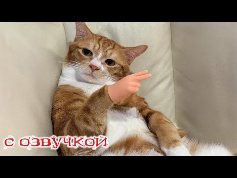 Видео: Приколы с котами! С ОЗВУЧКОЙ! САМЫЕ смешные животные в мире! Смешные коты и собаки!