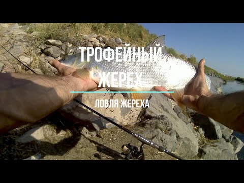Видео: РЫБАЛКА В АРМЕНИИ ТРОФЕЙНЫЙ ЖЕРЕХ ! #ЖЕРЕХ #ТРОФЕЙ