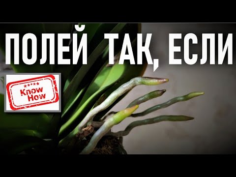 Видео: ПОЛЕЙ ОРХИДЕИ ТАК, ЕСЛИ НЕ ЗНАЕШЬ КАК! НОУ-ХАУ МЕТОД 👍ПОЛИВА ОРХИДЕИ ДЛЯ АДАПТАЦИИ! СУПЕР РЕЗУЛЬТАТ👍