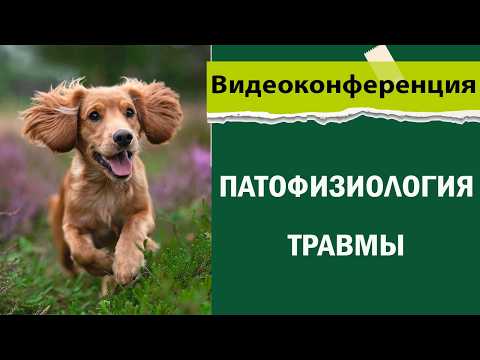 Видео: Патофизиология травмы у животных | Ветеринарный врач-терапевт Федосова Галина Сергеевна