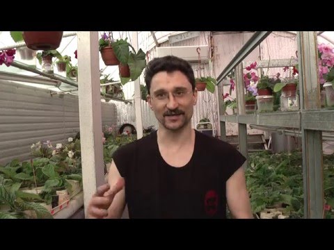 Видео: Вы получили посылку со стрептокарпусами в зип-пакетах.