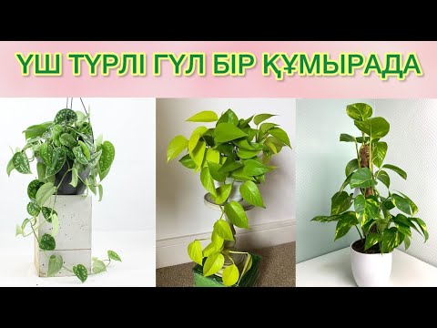 Видео: ШЫРМАУЫҚ ГҮЛДІ ҮЙДЕ ӨСІРУГЕ БОЛАМА❓КҮТІМІ ҚАЛАЙ❓🪴