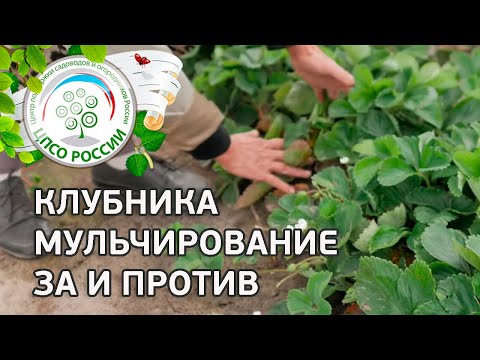 Видео: Мульчирование клубники. За и Против мульчи клубники, земляники.