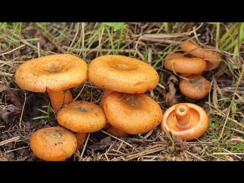 Видео: За рыжиками...