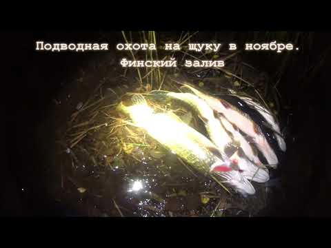 Видео: Подводная охота Ленинградская область Финский залив в ноябре. 1080p 60fps. #секретное место