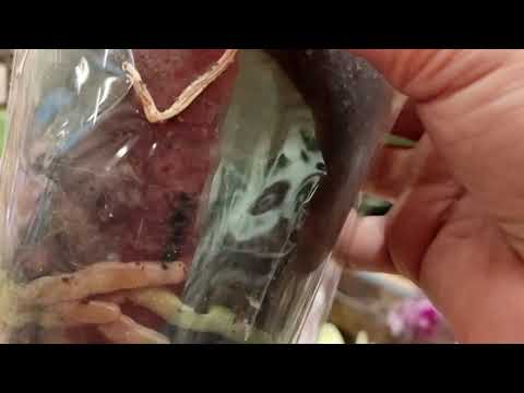 Видео: 11.11.25г.Новая поставка орхидей, Москва. М. Саларьево ТЦ Саларис, Глобус. 