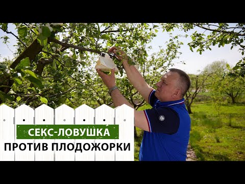 Видео: ЭТО самая эффективная ЗАЩИТА яблок от ПЛОДОЖОРОК