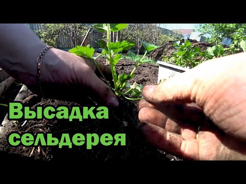 Видео: Высадка сельдерея. Не забываем основное правило