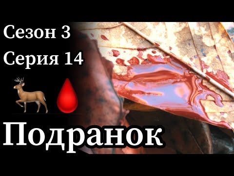 Видео: Обзадил! Неудачный выстрел по оленю из лука.