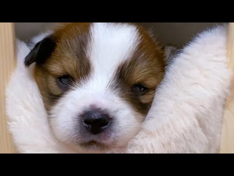 Видео: заброшенный Щенок находит любовь до снега | Начинается его новая жизнь.