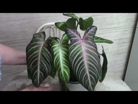 Видео: Ксантозома Линдена.