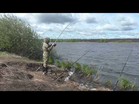 Видео: Ловля карпа на платнике в мае