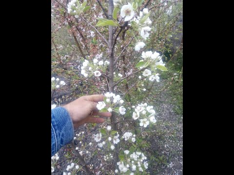 Видео: Что случилось с "колоновидной" вишней и персиком.  Опыты на даче.