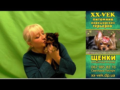 Видео: Щенки йоркширского терьера в 60 дней и уход за собакой