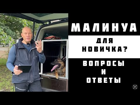 Видео: Малинуа: вопросы и ответы.