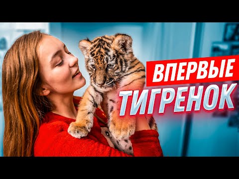 Видео: ВПЕРВЫЕ: ТИГРЁНОК У МЕНЯ ДОМА//24 часа вместе