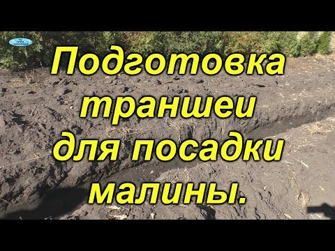 Видео: Малина. Правильная подготовка траншеи для посадки.