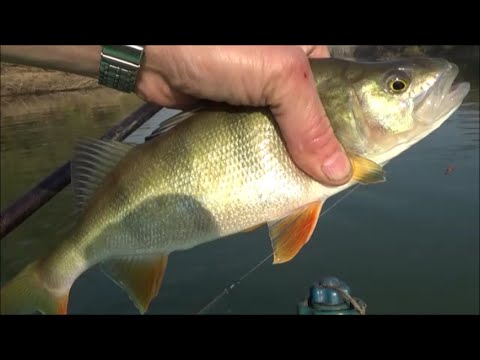 Видео: Ловим в проводку с лодки