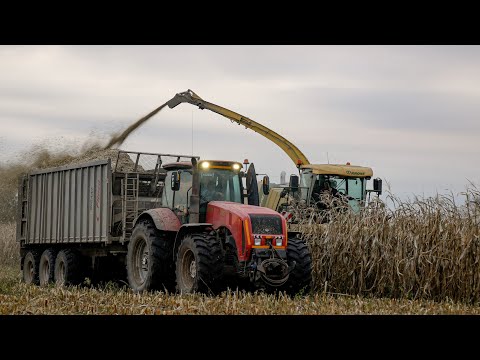 Видео: Заготовка силоса / KRONE BIG X 700 / 3X МТЗ 3522, 2X МАЗ 6501, МАЗ-МАН 6525 / Fliegl Gigant ASW 381