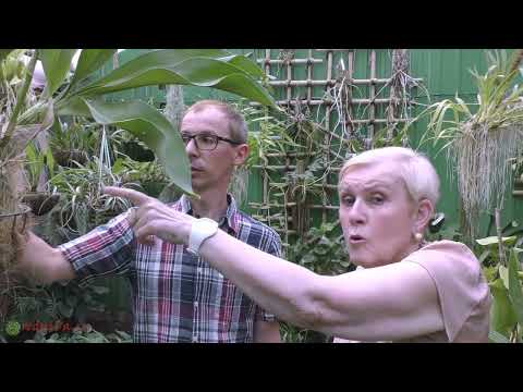 Видео: Орхидея Грамматофиллум.