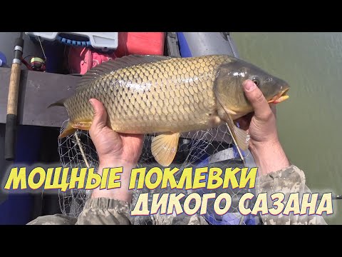 Видео: ЭТИ БОЙЛЫ МЕНЯ НЕ ПОДВОДЯТ !!! УДАЧНОЕ ОТКРЫТИЕ РЫБАЛКИ ПО ЖИДКОЙ ВОДЕ !
