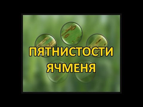 Видео: Пятнистости ячменя