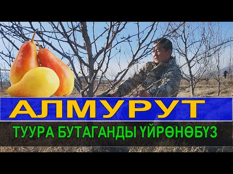 Видео: АЛМУРУТТУ ☝️ ТУУРА БУТАГАНДЫ ҮЙРӨНӨБҮЗ ☝️☝️ КМЦ КЫРГЫЗСТАН