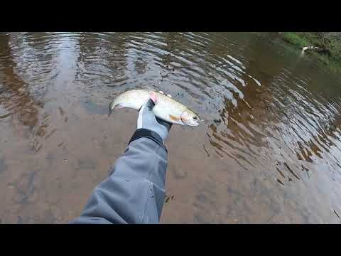 Видео: Fly fishing small river. Trout & Grayling. Нахлыст . Рыбалка на маленьких реках. Хариус и Форель